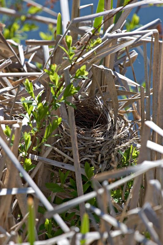 2005-05-23~ Red-Wing Blackbird Nest