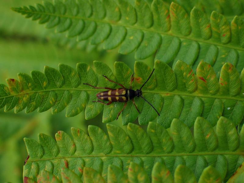 Beetle on Fern