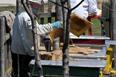 u26/plbh/medium/43300733.ph_8065_TransylvanianBeekeeper.jpg