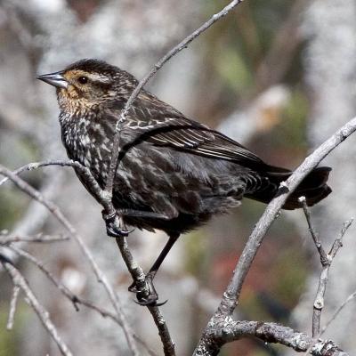 2005-05-21: Female Red-Wing Blackbird