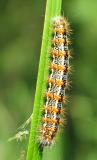 Tufted Cattail Caterpillar