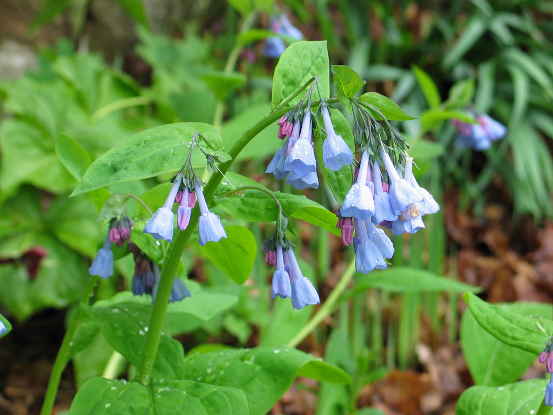 Virginia Bluebells