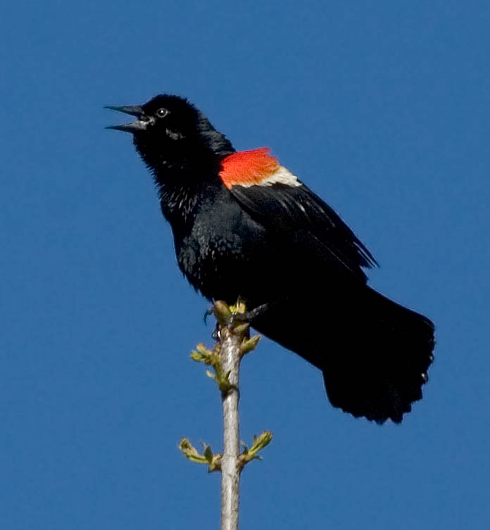 2005-05-22~ Male Red-Wing Blackbird