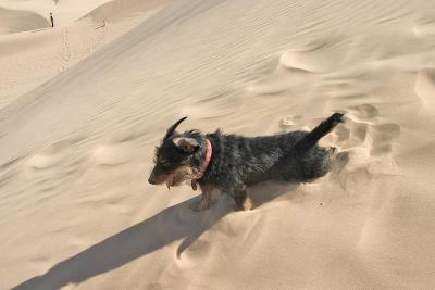 Snoopy on Dune