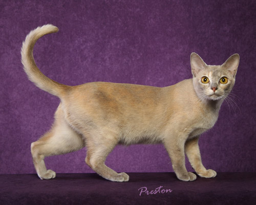 GCH Roemah Kortjing Precious Pearl of Mayonaka