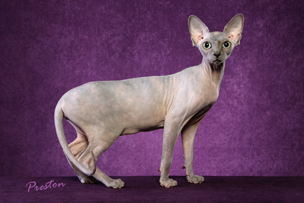 CH Barecats Jamila of Ozzumkats