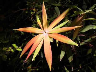 Australian Wildflowers