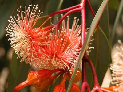 Australian Wildflowers