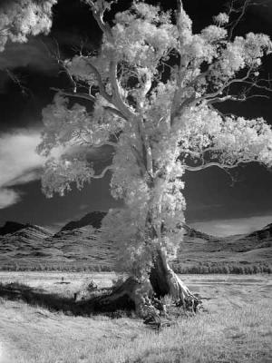 Cazneaux tree