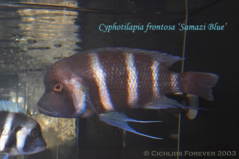 Cyphotilapia frontosa Samazi Blue