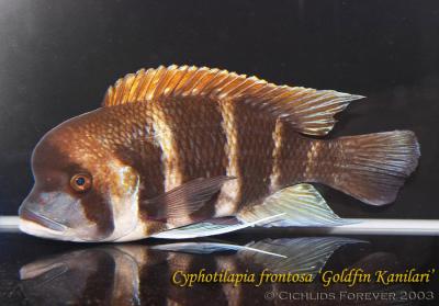 Cyphotilapia frontosa Goldfin Kanilari