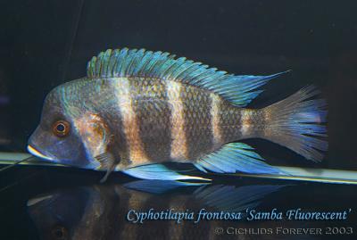 Cyphotilapia frontosa 'Samba Fluorescent'