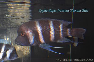 Cyphotilapia frontosa Samazi Blue