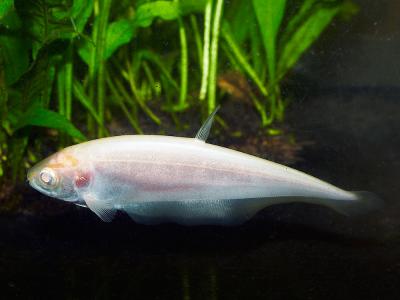 Albino Knifefish