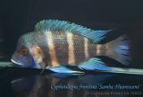 Cyphotilapia frontosa Samba Fluorescent