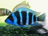 Cyphotilapia frontosa Blue Zaire Kitumba