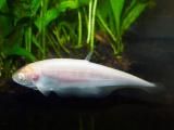 Albino Knifefish