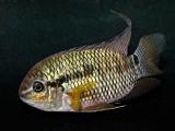 Cichlasoma amazonian