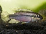 Pelvicachromis pulcher