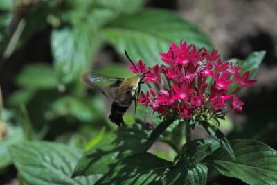 bumblebee moth 1