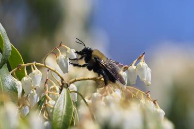 bumblebee
