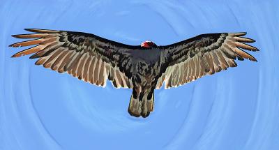 Vulture