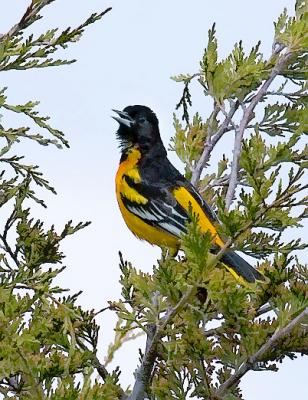 Oriole
