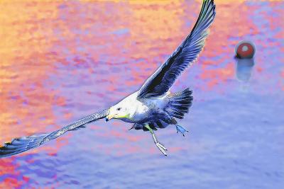 Gull Sunset