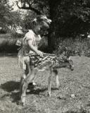 deerphyllis.jpg