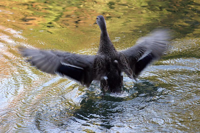 Splashing Duck<BR>Seventh Place<BR>Sony Talk Forum<BR>Challenge 61 Exhibition