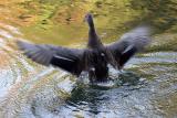 Splashing Duck<BR>Seventh Place<BR>Sony Talk Forum<BR>Challenge 61 Exhibition