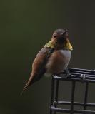 Rufous Hummingbird.jpg