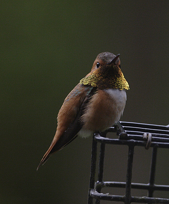 Rufous Hummingbird.jpg