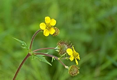0555_flower.jpg