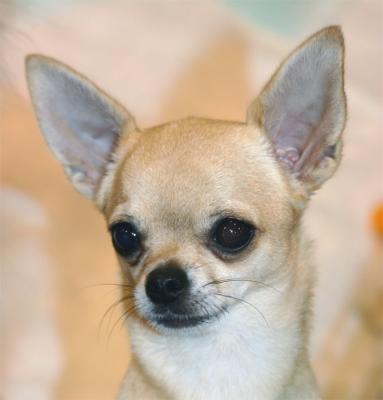 Teripatch Chihuahuas - owned by Dena Muenzler, Austin TX