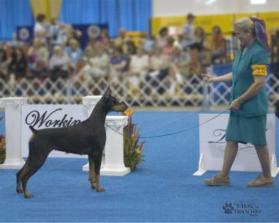 Working Group III, Austin Kennel Club