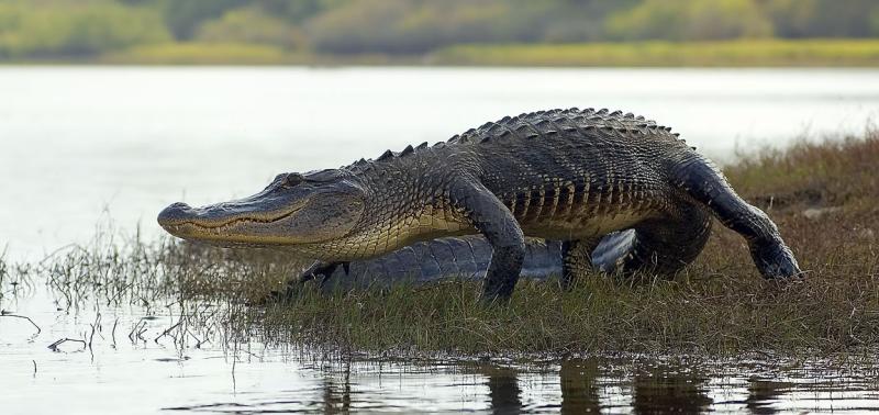Pirouette Myakka