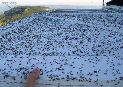 Massive attack of the killer breeding ants