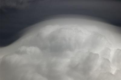 Pileus 1