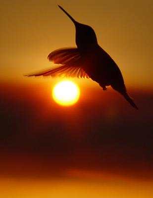 SunWorshiper