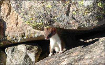 Weasel2 Sat2