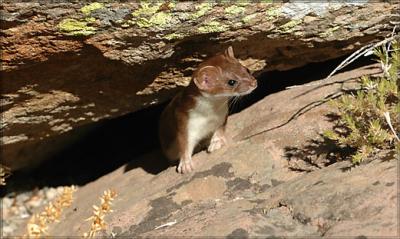 WeaselCrop