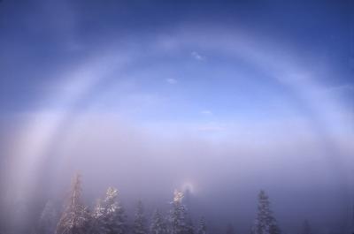 Full Glory and Snow Bow