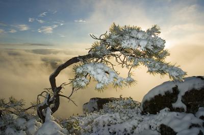 Bent tree clearing snow storm
