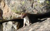 Weasel2 Sat2