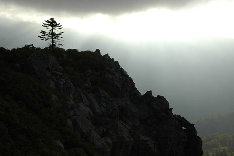 LoneTreeEastFog