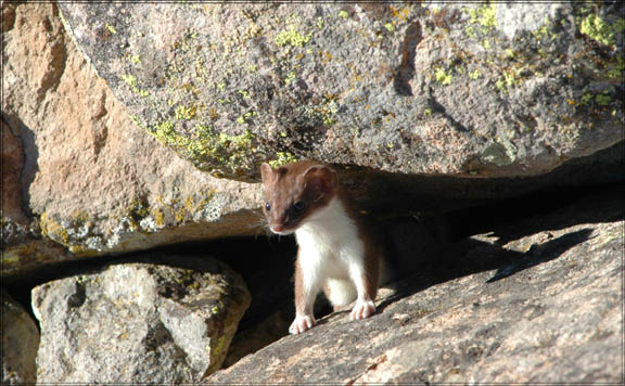 Weasel2 Sat2
