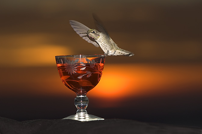 Evenings Sweet Landing