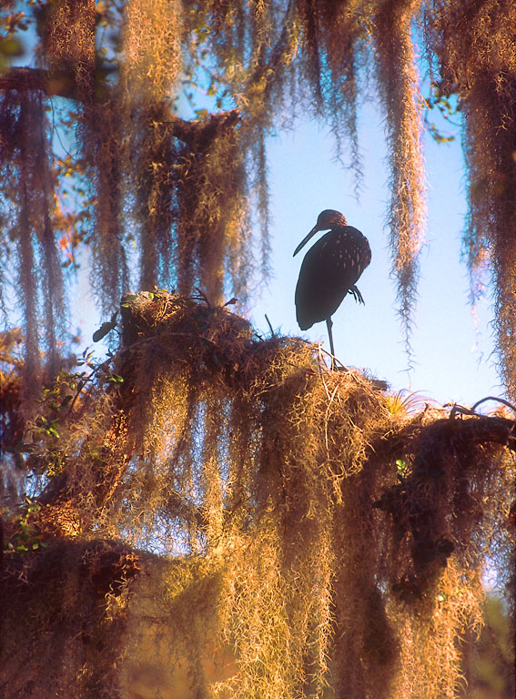 Limpkin in Spanish Moss