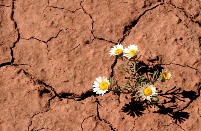 Wildflowers